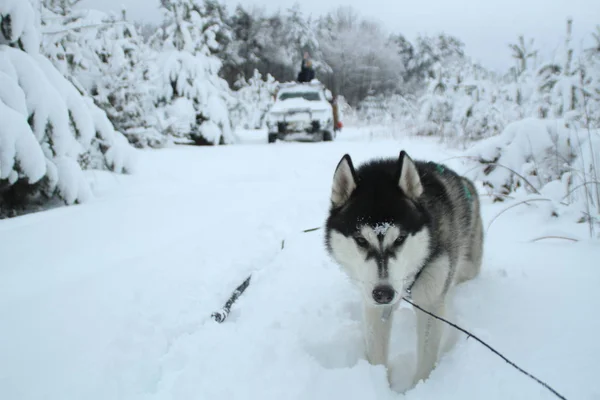 Husky dog runs in the mountains. Snowy summits. Walking the dog. Hiking. Wolf in the Carpathians. Black and white dog and snow.