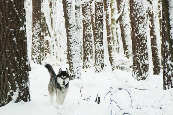 Хаски Дог Бегает Горах Снежные Вершины Выгуливаю Собаку Туризм Волк — стоковое фото