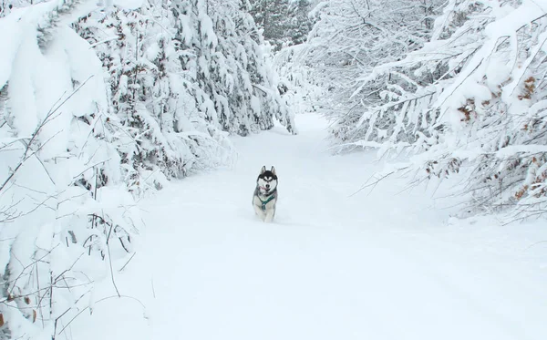 Husky Hund Läuft Den Bergen Schneebedeckte Gipfel Ausführen Des Hundes — Stockfoto