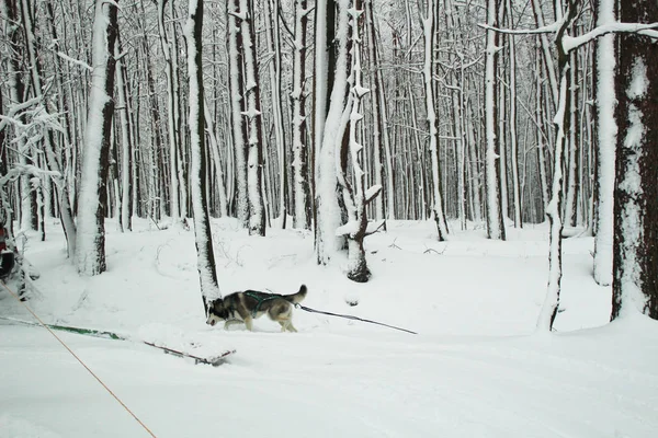 Husky Dog Runs Mountains Snowy Summits Walking Dog Hiking Wolf Stock Photo