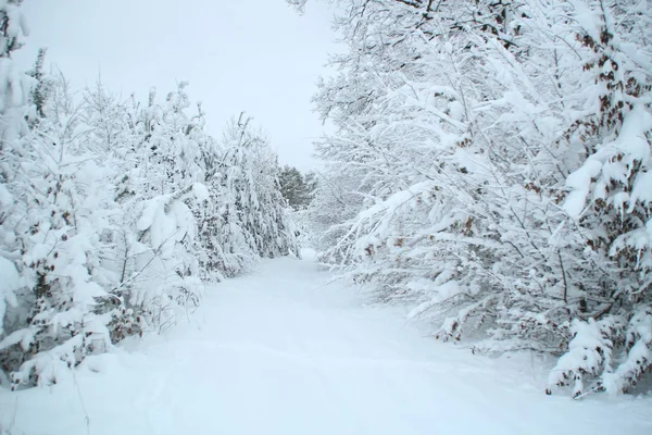 Bosque Invierno Con Pinos Abetos Nieve Árboles Cubiertos Nieve Montañas — Foto de Stock