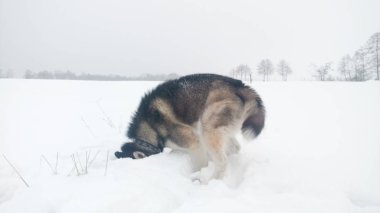 Husky köpek dağlarda çalışır. Karlı zirveleri. Köpek yürüyüş. Hiking. Karpatlar kurt. Siyah ve beyaz köpek ve kar.