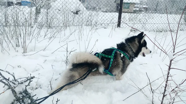 Husky Hunden Körs Bergen Snöiga Toppmöten Med Hunden Vandring Varg — Stockfoto