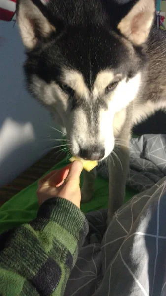 Perro Está Comiendo Fruta Perro Come Piña Alimentos Para Husky —  Fotos de Stock