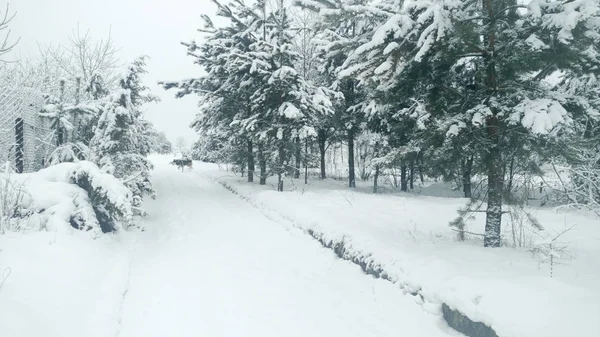 Husky Hond Wandelen Diepe Sneeuw Besneeuwde Bomen Ochtend Wandeling Met — Stockfoto