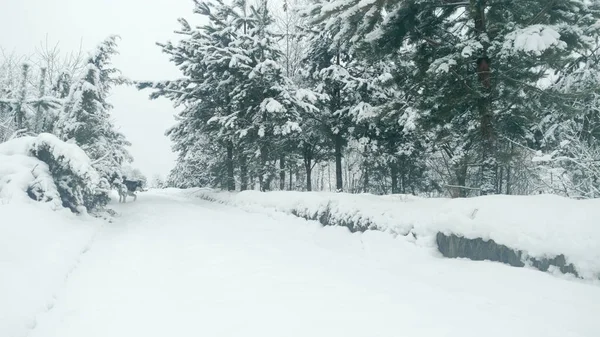 Husky Perro Paseando Nieve Profunda Árboles Cubiertos Nieve Paseo Matutino —  Fotos de Stock