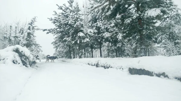 Husky Hond Wandelen Diepe Sneeuw Besneeuwde Bomen Ochtend Wandeling Met — Stockfoto