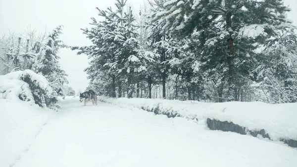 Husky Psa Chůze Hlubokém Sněhu Zasněžené Stromy Ranní Procházku Psem — Stock fotografie