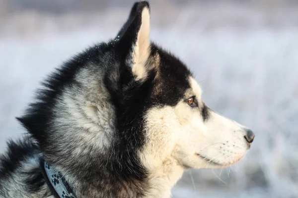 Retrato Husky Caminhe Com Cão Manhã Campo Preta Branca — Fotografia de Stock