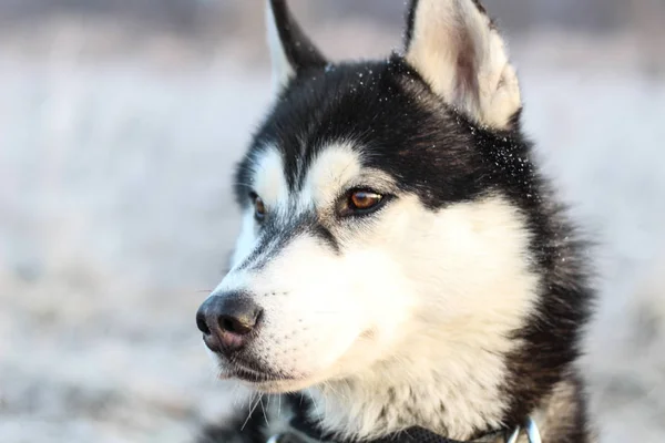 Husky Portresi Köpek Ile Sabah Alanını Yürüyerek Siyah Beyaz Yün — Stok fotoğraf