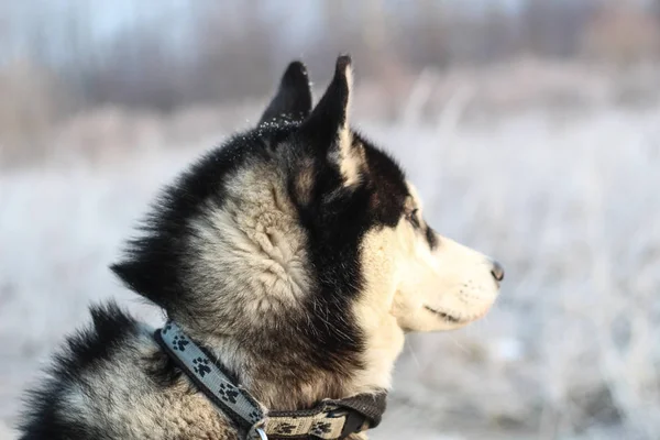 Portrét Husky Procházka Psem Ráno Poli Černá Bílá Vlna — Stock fotografie