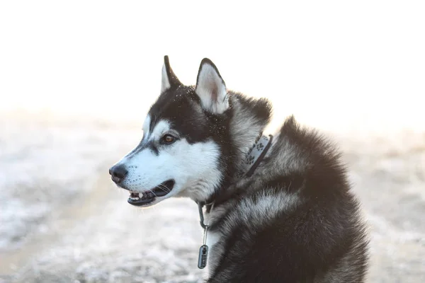 Portret Van Husky Wandelen Met Hond Ochtend Het Veld Zwart — Stockfoto