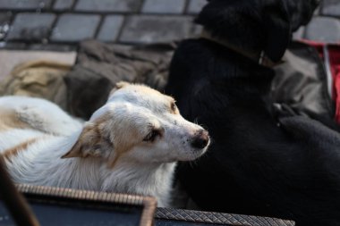 Kamyanets Podolsk sokaklarda. Eski kıyafetlerini sokakta köpekler uyku. Zavallı hayvanlar şehir merkezini atılmış. İzin günü.