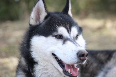 Siyah ve beyaz Husky doğada yürür. Bir köpek portresi. Ayrıntı