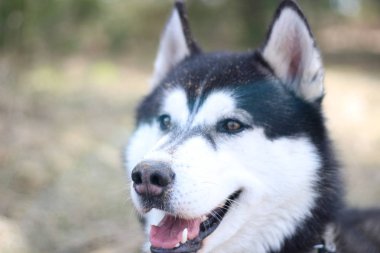 Siyah ve beyaz Husky doğada yürür. Bir köpek portresi. Ayrıntı