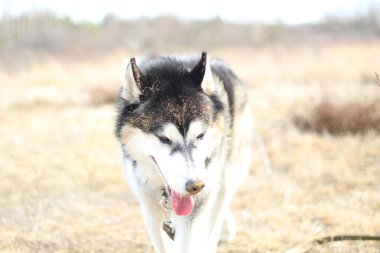 Siyah ve beyaz Husky doğada yürür. Bir köpek portresi. Ayrıntı