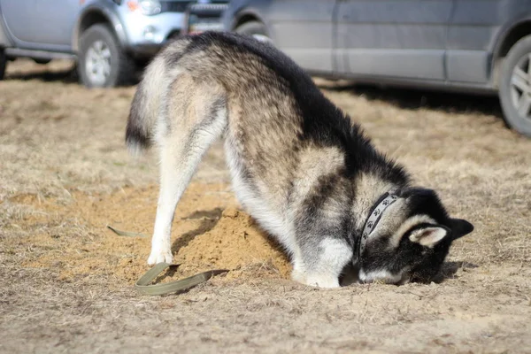 Preto e branco Husky caminha na natureza. Retrato de um cão. Detalhe — Fotografia de Stock