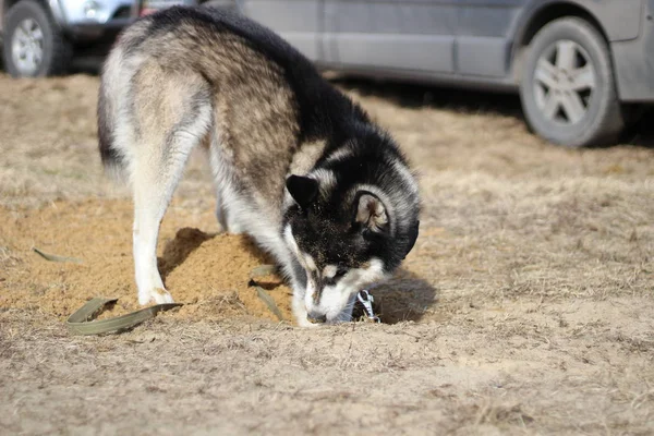 Bianco e nero Husky cammina nella natura. Ritratto di cane. Dettaglio — Foto Stock