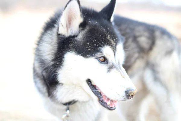 Schwarz-weiße Husky-Wanderungen in der Natur. Porträt eines Hundes. Detail — Stockfoto