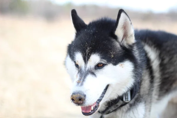 Preto e branco Husky caminha na natureza. Retrato de um cão. Detalhe — Fotografia de Stock