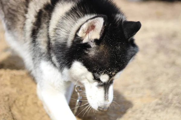 Schwarz-weiße Husky-Wanderungen in der Natur. Porträt eines Hundes. Detail — Stockfoto