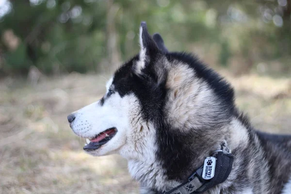 Schwarz-weiße Husky-Wanderungen in der Natur. Porträt eines Hundes. Detail — Stockfoto