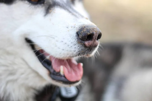 Svart och vitt Husky promenader i naturen. Porträtt av en hund. Detalj — Stockfoto
