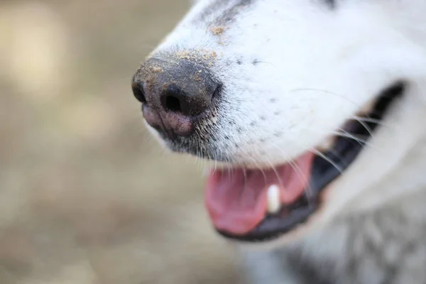 Husky blanco y negro camina en la naturaleza. Retrato de un perro. Detalle —  Fotos de Stock