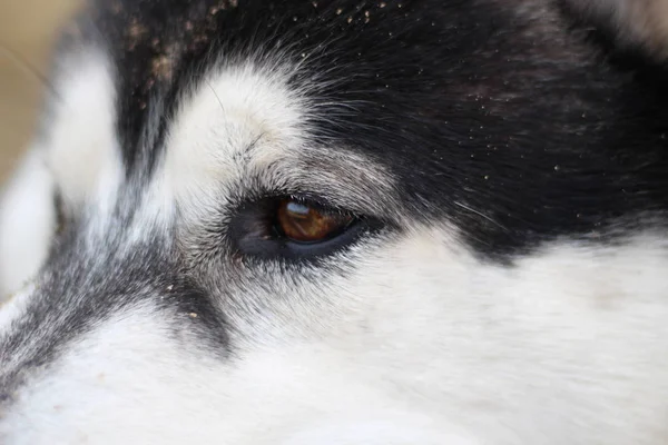 Husky blanco y negro camina en la naturaleza. Retrato de un perro. Detalle —  Fotos de Stock