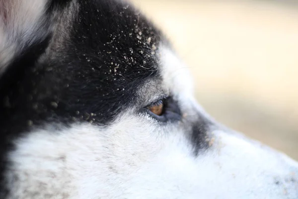 Husky blanco y negro camina en la naturaleza. Retrato de un perro. Detalle —  Fotos de Stock