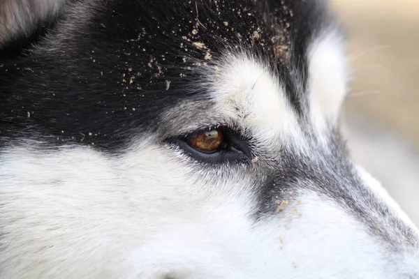 Husky blanco y negro camina en la naturaleza. Retrato de un perro. Detalle —  Fotos de Stock