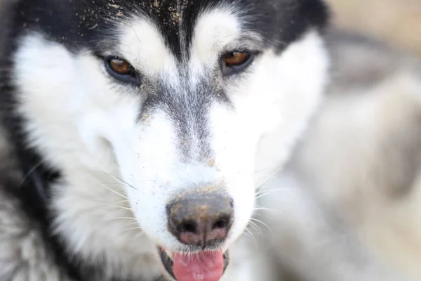 Preto e branco Husky caminha na natureza. Retrato de um cão. Detalhe — Fotografia de Stock