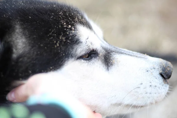 Husky blanco y negro camina en la naturaleza. Retrato de un perro. Detalle —  Fotos de Stock