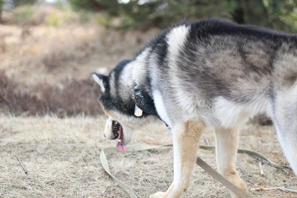 Preto e branco Husky caminha na natureza. Retrato de um cão. Detalhe — Fotografia de Stock