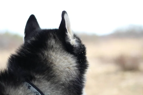 Husky noir et blanc se promène dans la nature. Portrait de chien. Détail — Photo