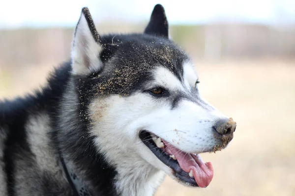 Preto e branco Husky caminha na natureza. Retrato de um cão. Detalhe — Fotografia de Stock