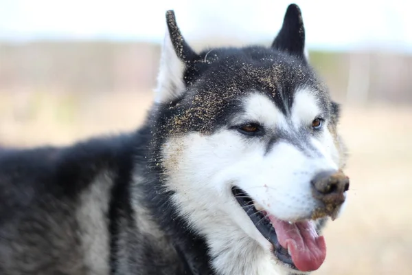 Schwarz-weiße Husky-Wanderungen in der Natur. Porträt eines Hundes. Detail — Stockfoto