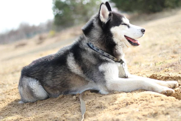 Preto e branco Husky caminha na natureza. Retrato de um cão. Detalhe — Fotografia de Stock