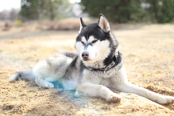 Schwarz-weiße Husky-Wanderungen in der Natur. Porträt eines Hundes. Detail — Stockfoto