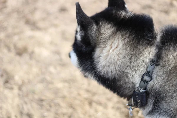 Preto e branco Husky caminha na natureza. Retrato de um cão. Detalhe — Fotografia de Stock