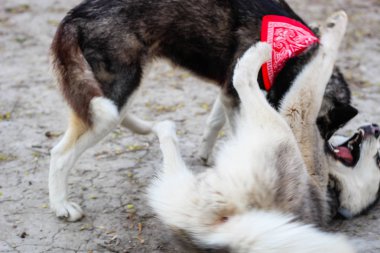 Parkta iki huskies oynuyor. Siyah beyaz köpek içinde 