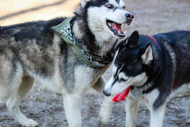 Parkta iki huskies oynuyor. Siyah beyaz köpek içinde 