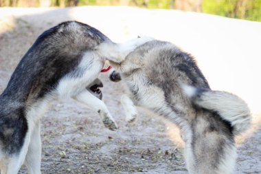 Parkta iki huskies oynuyor. Siyah beyaz köpek içinde 