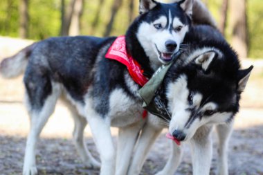 Parkta iki huskies oynuyor. Siyah beyaz köpek içinde 