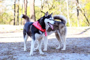 Parkta iki huskies oynuyor. Siyah beyaz köpek içinde 