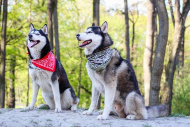 Parkta iki huskies oynuyor. Siyah beyaz köpek içinde 