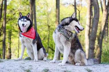 Parkta iki huskies oynuyor. Siyah beyaz köpek içinde 