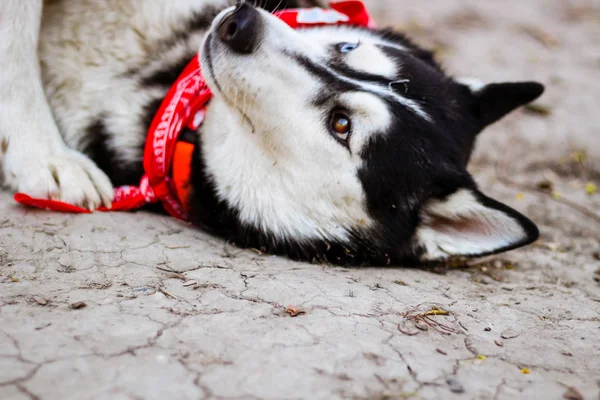 O Husky a brincar no parque. Cão preto e branco no parque . — Fotografia de Stock