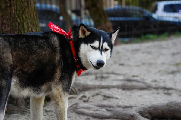 O Husky a brincar no parque. Cão preto e branco no parque . — Fotografia de Stock