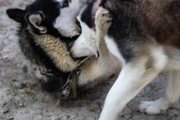 Dois huskies estão a brincar no parque. Cão preto e branco no — Fotografia de Stock